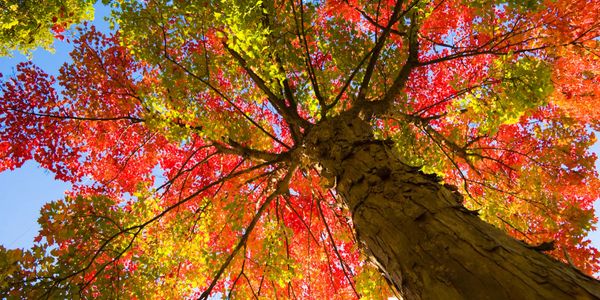 Looking up at a tall tree in fall colors.
