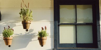 windows and plants
