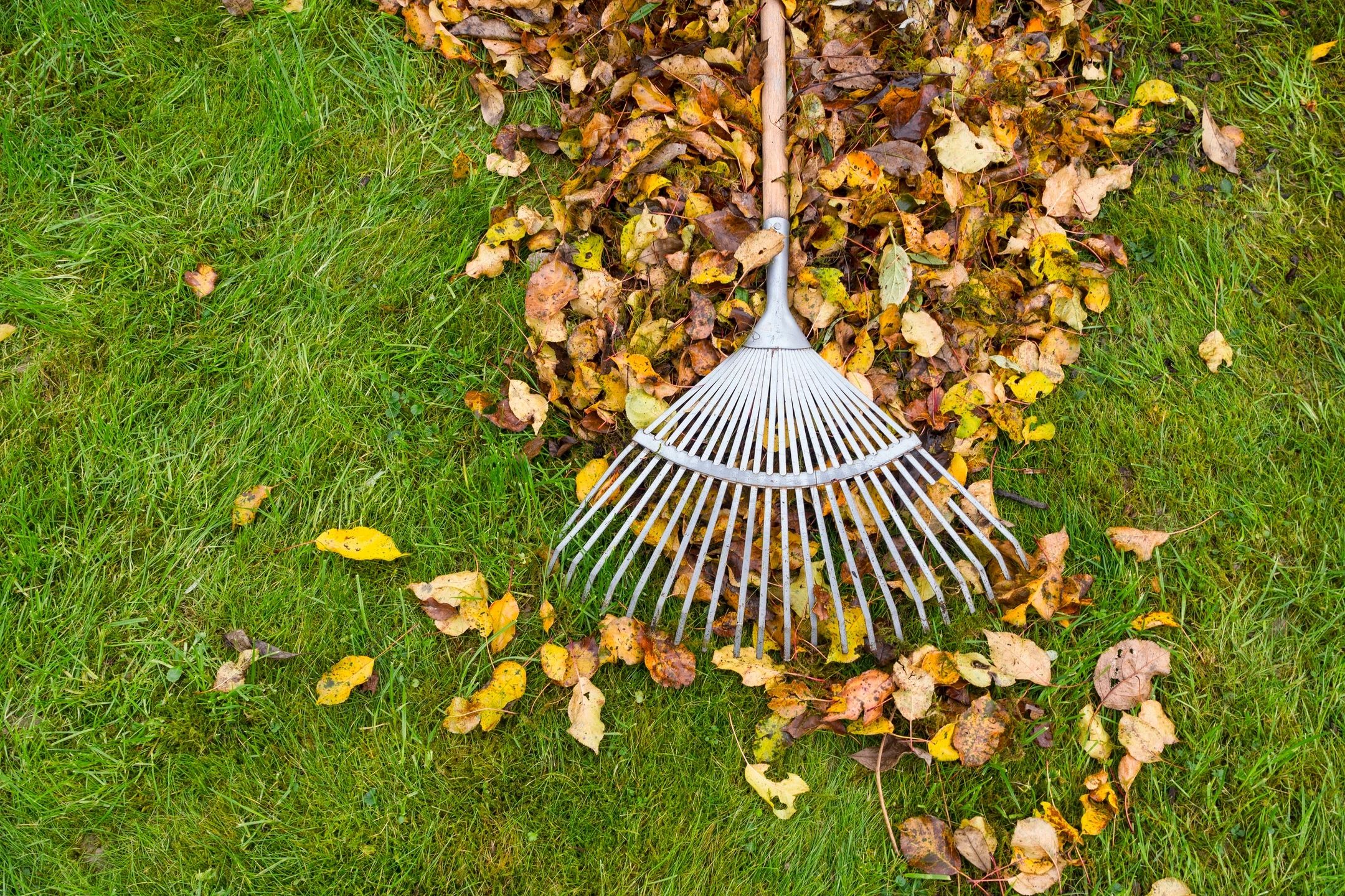 Sioux Falls Lawn Care Cleanup Fall Leaves
