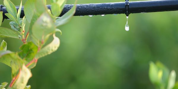 Picture of a drip line with a droplet of water.