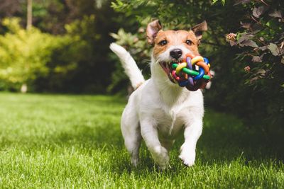 A Jack Russel Terrier running with a toy in his mouth. 