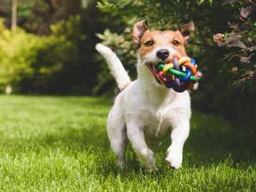 jack russell terrier running through the grass with a ball in its mouth
