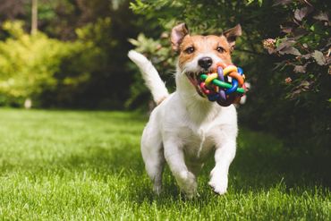 A dog holding a ball in his mouth runs enthusiastically.