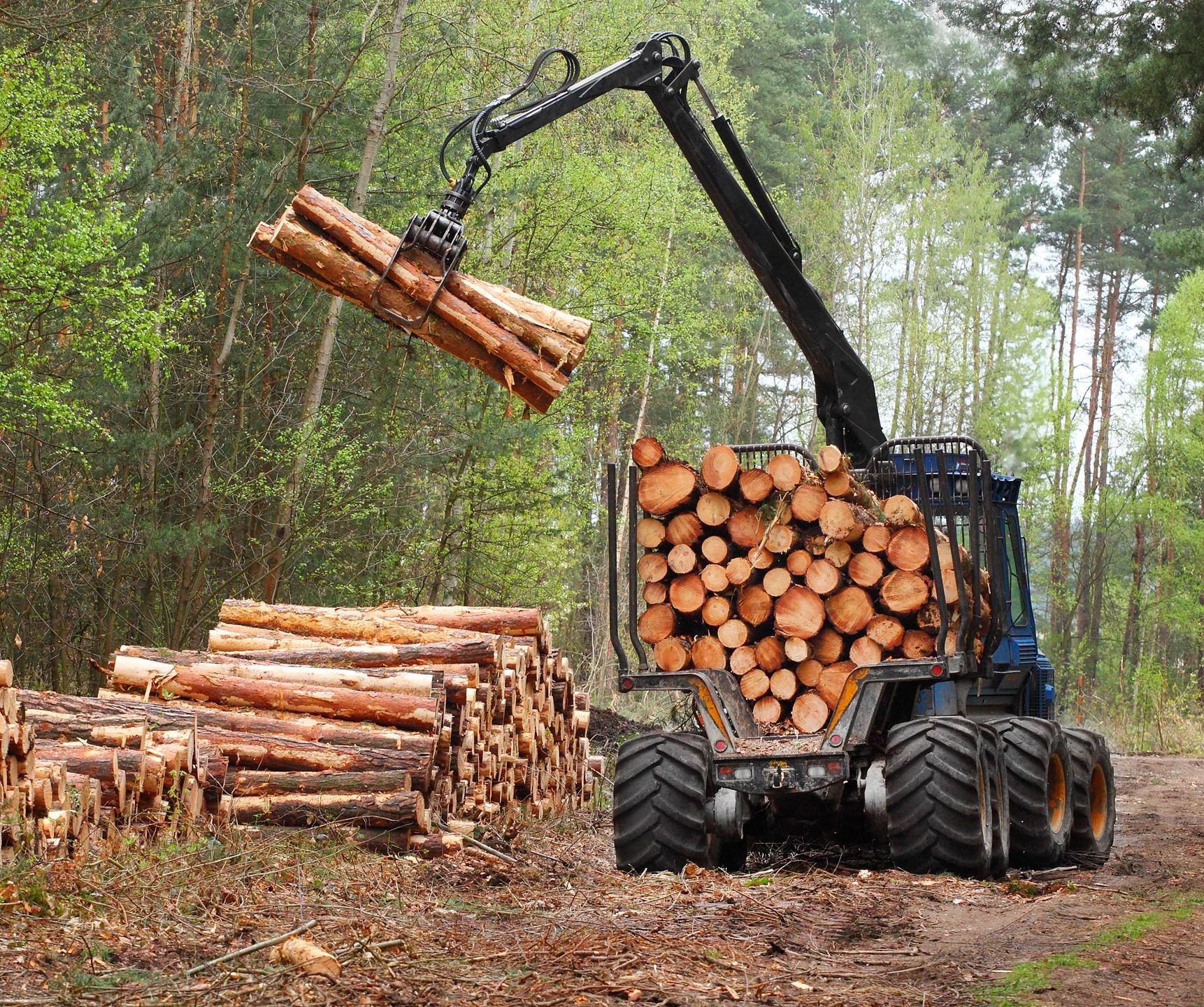 Buy and Sell Timber Timber Sales, Logging