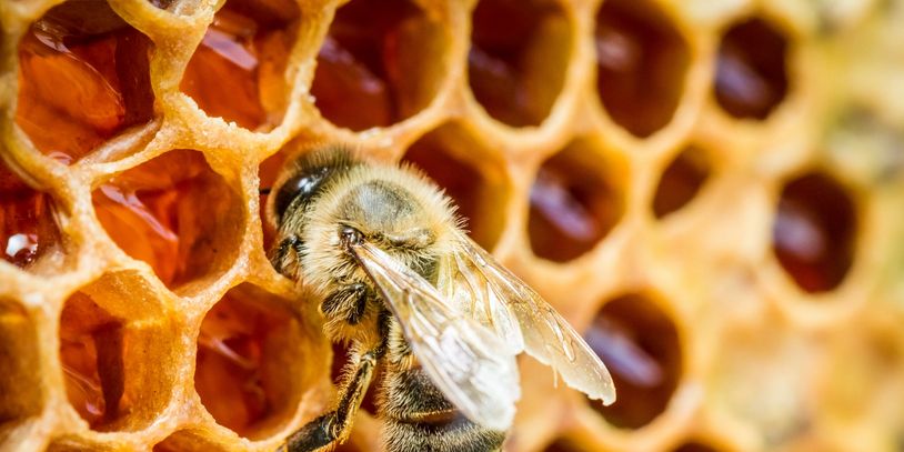 Facts:
•	Honeybees are the only insect that produces food for people. 
•	Honeybees are a great scien