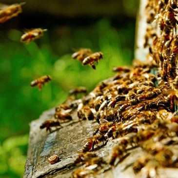 Saratoga Springs honeybee on a hive