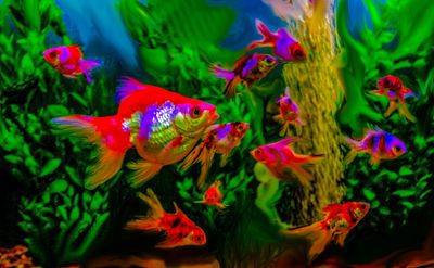 Fancy gold fish aquarium