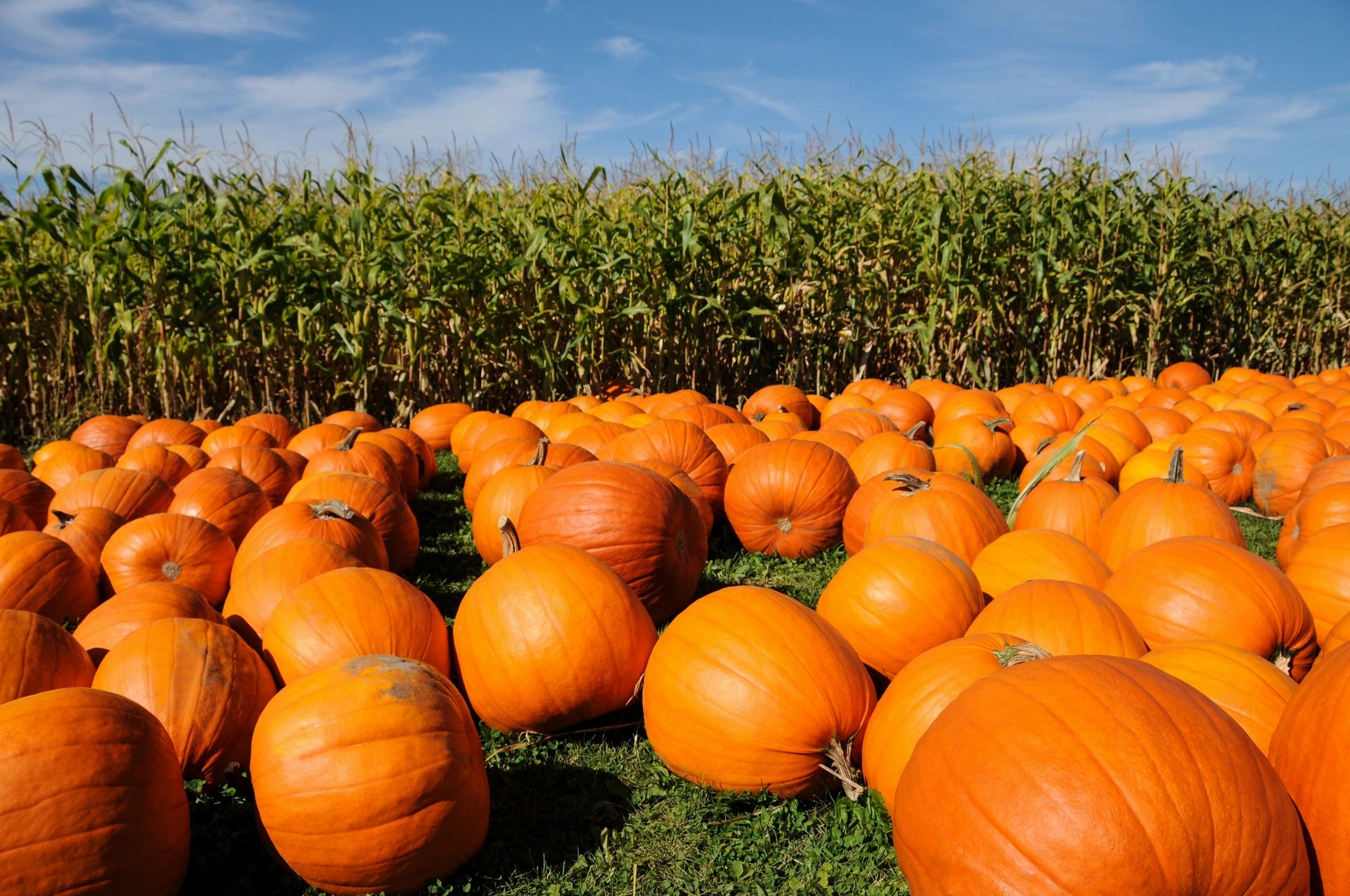 Packer Orchards - Farm, Bakery, Jam, Gift Box, Pumpkin Patch