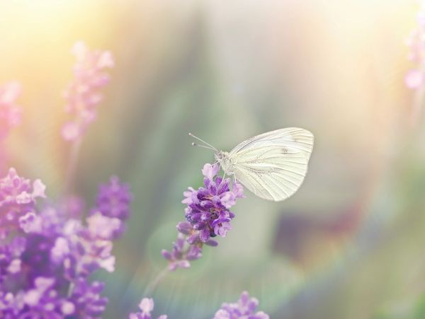 Butterfly, Flowers, Sunlight, Energy Healing, Healing Touch