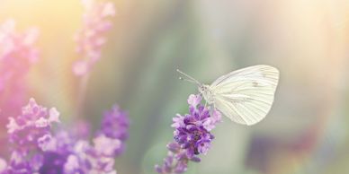 A beautiful butterfly sits on part of a lavender bush in the sunlight, a calming image