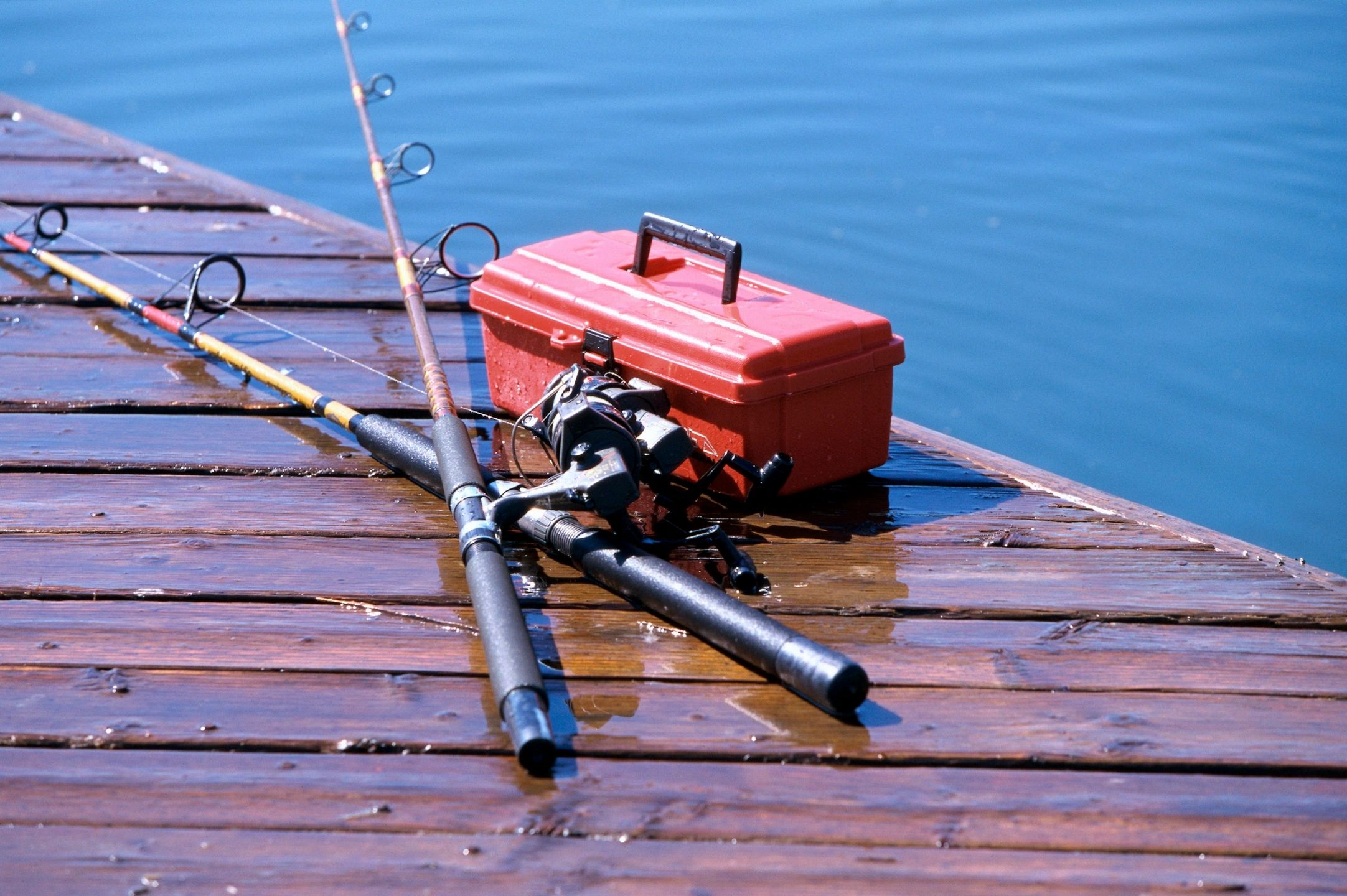 Tompel Fish from Fishing Rods Stock Photo - Image of fish, rods