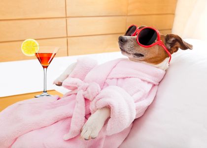 A dog relaxing in a spa environment like a human would, relaxing in a pink fluffy robe with a cocktail.