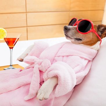 puppy relaxing in the sun in a robe with sunglasses and a fruity martini with a lemon wedge.
