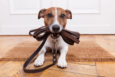 A Jack Russell Terrier sitting by his door holding a dog leash in his mouth. 