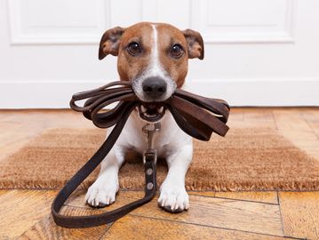 dog with leash in mouth