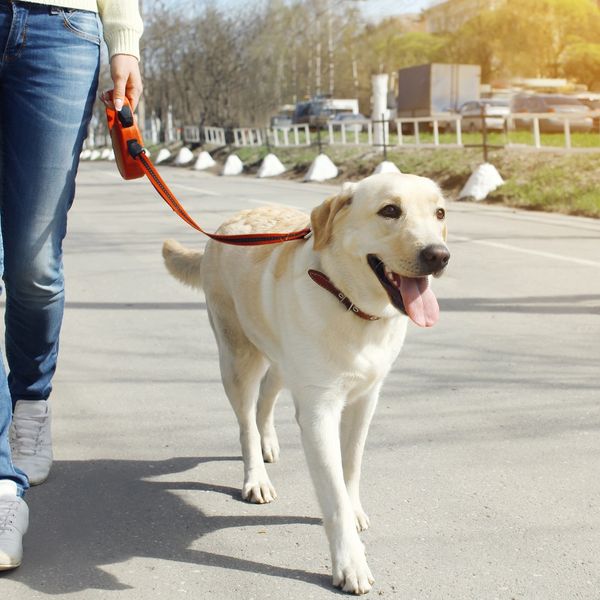 Dog Walking with dog walker.