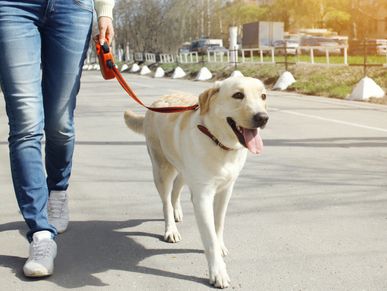 A dog walking with a dog walker.