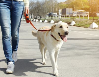 Walking yellow Labrador 