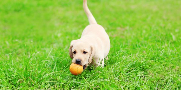 Young puppy with orange ball toy
