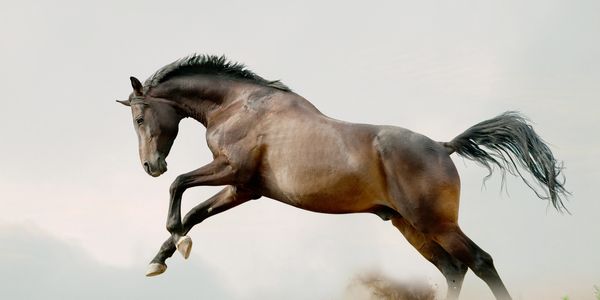 A horse running and jumping in the wild