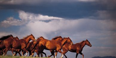 A herd of horses running across a prairie with sun shining through the clouds. 
