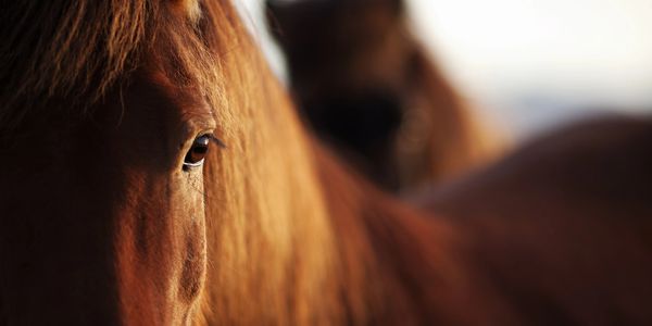 Horses are honest, non-judgemental animals who respond to external stimuli around them at all times.