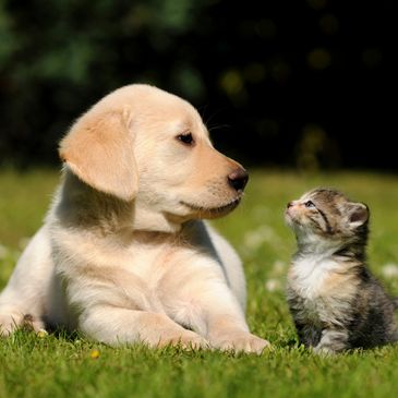 puppy and kitten sitting in grass