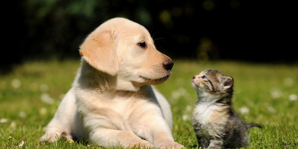 Image of a puppy and kitten on a grassy field