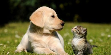 puppy and kitten looking at each other and talking