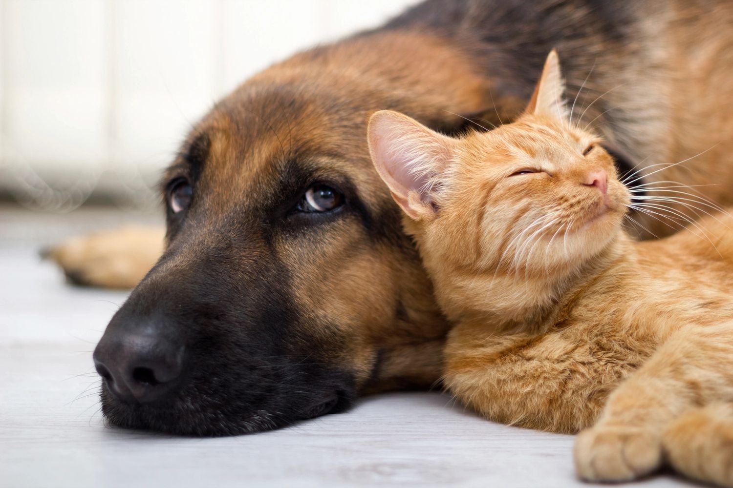 Dog and cat snuggling