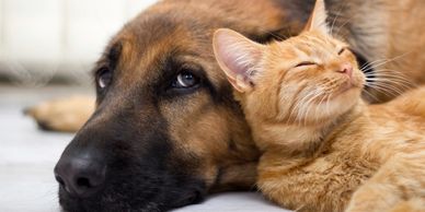 Dog and Cat for rehoming