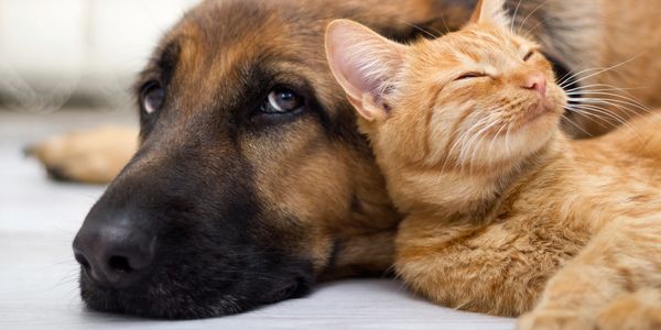 An orange cat snuggling against a dog's head.