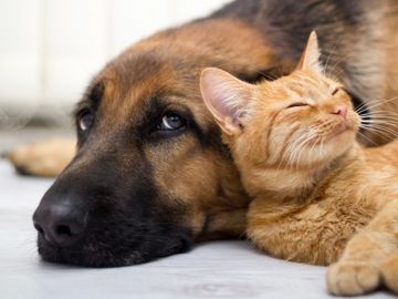 A sleepy dog snuggles with an orange kitten