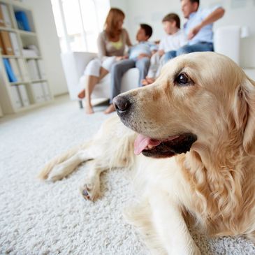 The family dog golden retriever. We specialize in providing dog training for the family dog
