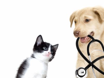 Making pet's feel better again. Come to Urgent VET Care for options in choosing your pets ER care. 