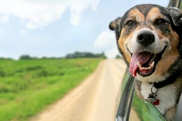 Dog hangs his head out of a car window.