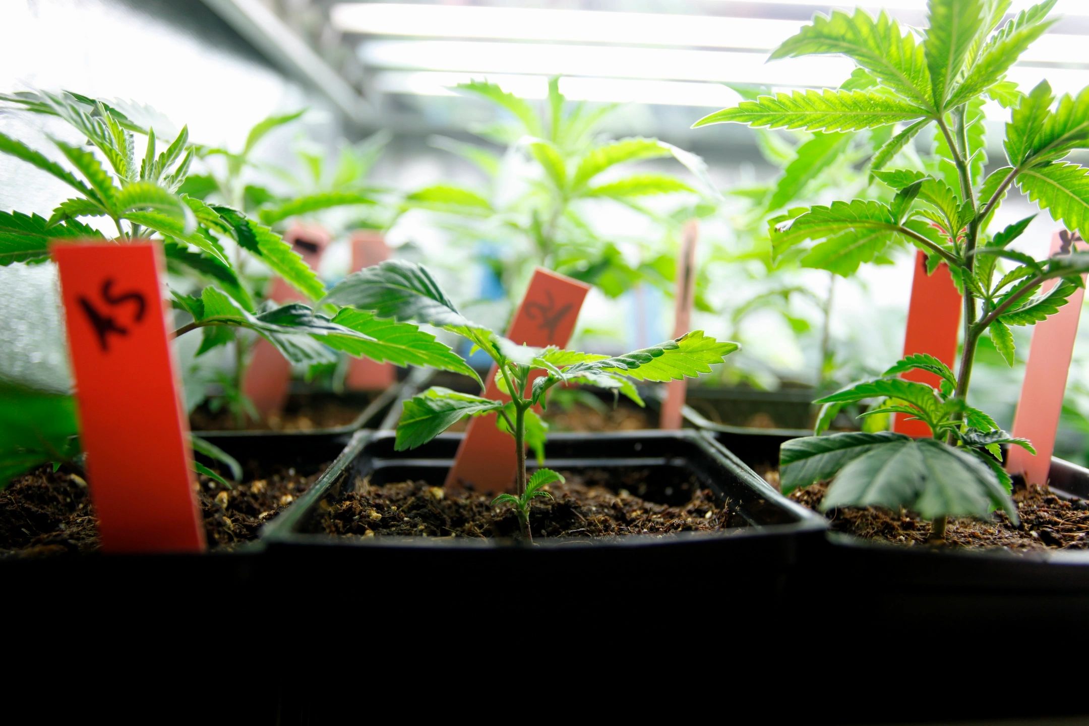 Propagating, clones, seeds, grow supply, cannabis