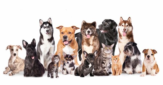 large group of sitting cats and dogs