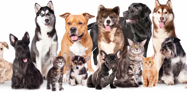 Leuk al die beesten bij elkaar. Dit kun je meemaken in de SPCA in Canada. Kat of hond adopteren?