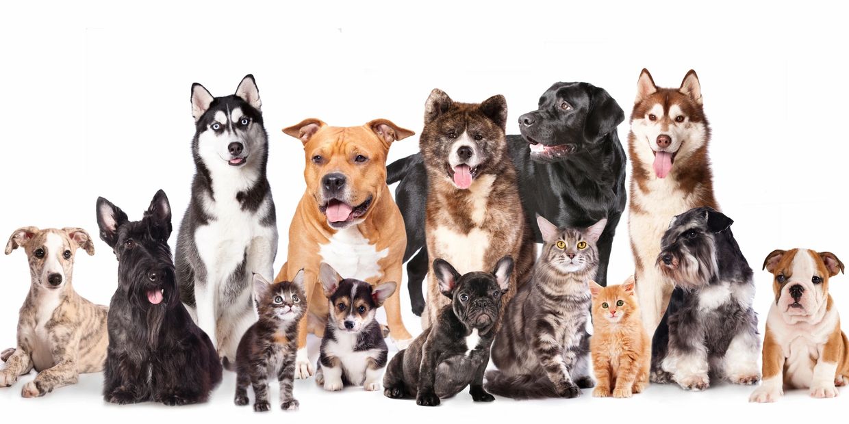 Dog and cat pet sitting clients
