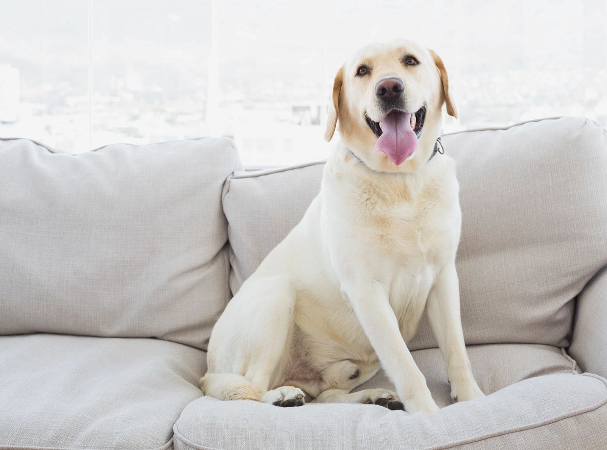 A dog is sitting on a sofa that has been stain protected.