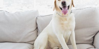 A yellow Labrador Retriever sitting on a couch. 