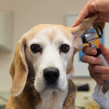 A Labrador dog being examined for an ear infection through otoscopy.