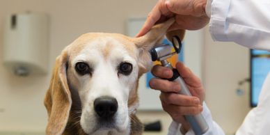 veterinary wellness exam, pet check-up, dog ear exam