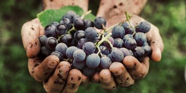 Quality wine grapes provided by Earlco Vineyards