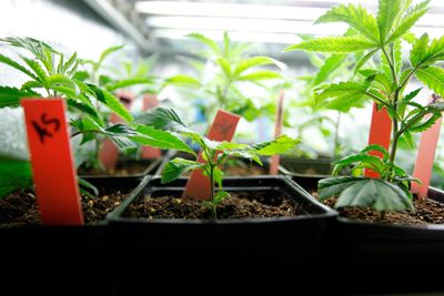 Various cannabis plants in the early stages of their growth cycle planted in small pots. 