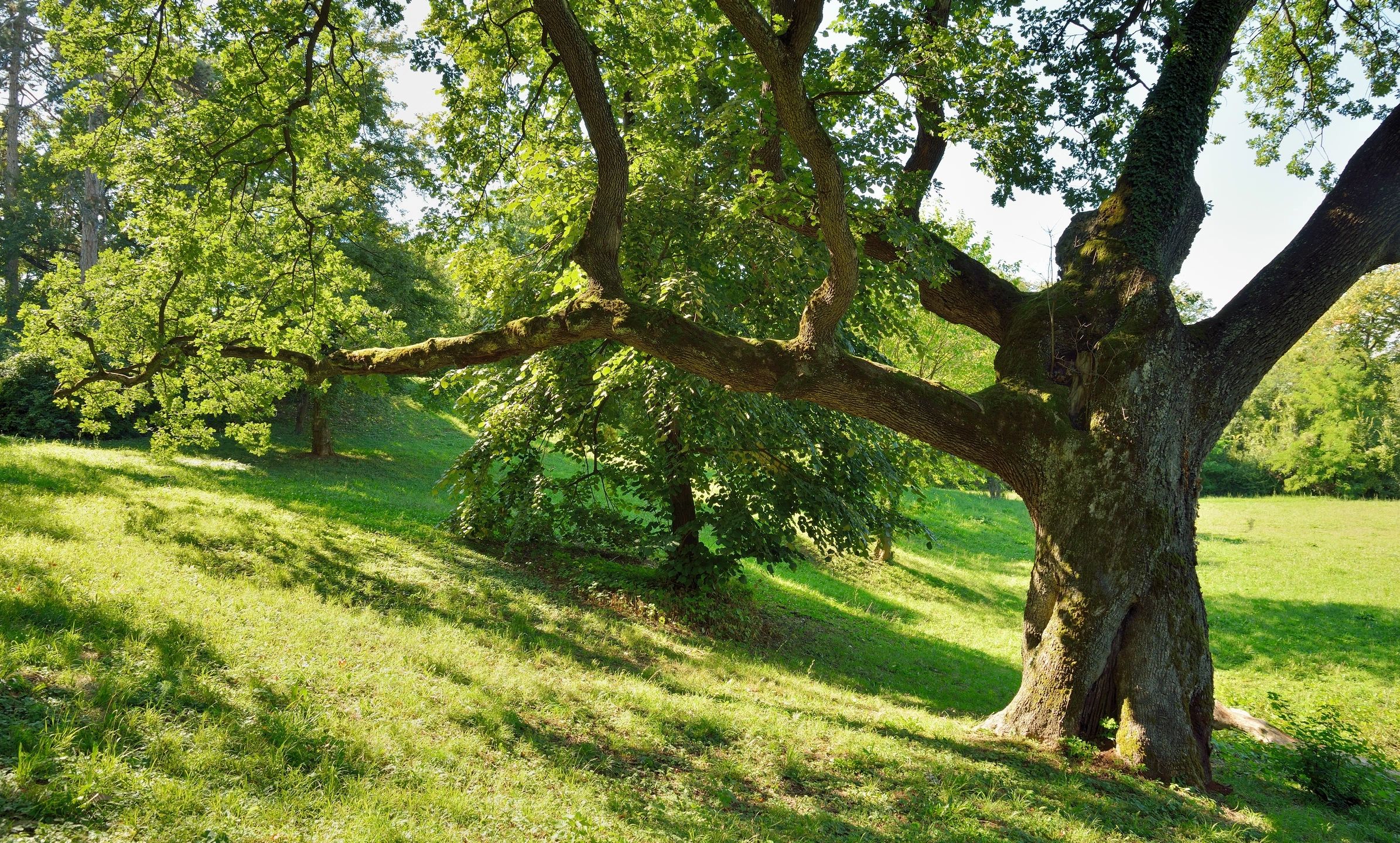 Chad's Tree  Shrub Service