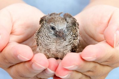 Hands holding baby morning dove