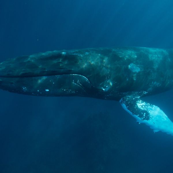 Whales, Biodiversity