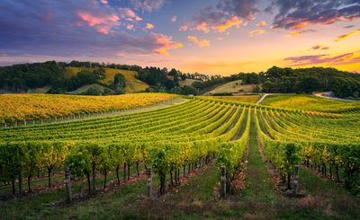 A vineyard at sunset with rolling hills.